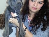 Saf-Kan Cane Corso  Yavruları Burkem,Den