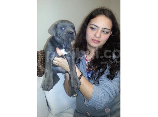 Saf-Kan Cane Corso  Yavruları Burkem,Den görsel