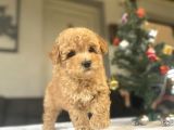 A Kali̇te Aşili Poodle Bebekler
