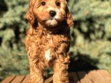 Red Brown Maltıpoo
