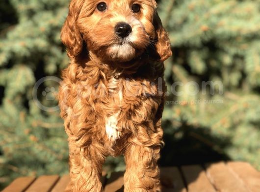 Red Brown Maltıpoo görsel
