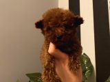 Sağlık Ve Irk Garantili Poodle Bebekler