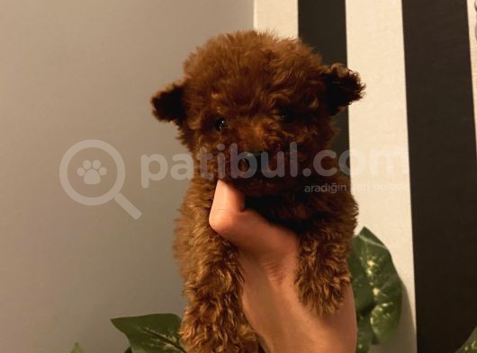 Sağlık Ve Irk Garantili Poodle Bebekler görsel