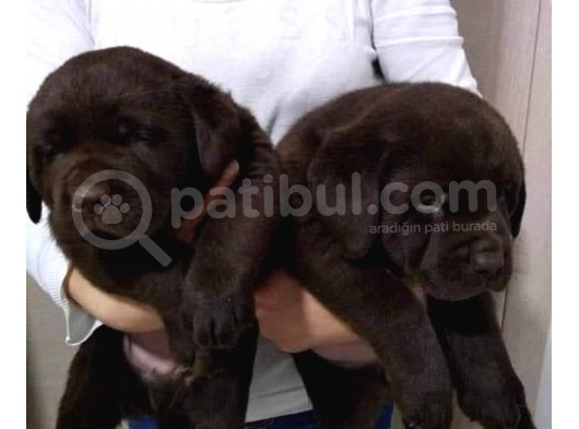 Mükemmel Labrador Yavrularımız