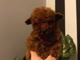 Birbirinden Sevimli Poodle Yavrularımız