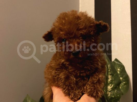 Birbirinden Sevimli Poodle Yavrularımız görsel