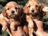 Birbirinden Güzel Xs Maltıpoo Yavrularımız