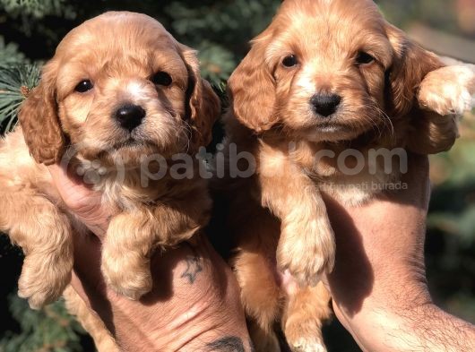 Birbirinden Güzel Xs Maltıpoo Yavrularımız görsel