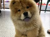 Evi̇ni̇zi̇n Neşesi̇ Chow Chow Yavrulari