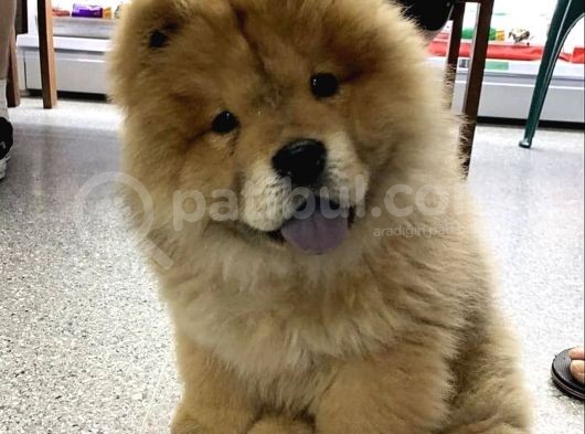 Evi̇ni̇zi̇n Neşesi̇ Chow Chow Yavrulari
