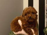 Muhteşem Kalite Poodle Bebekler