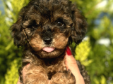 Phantom Toy Poodle