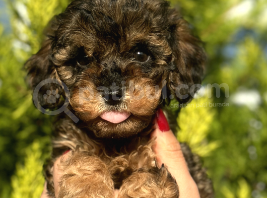 Phantom Toy Poodle görsel