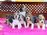 Beagle Yavrulari