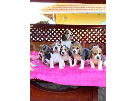 Beagle Yavrulari