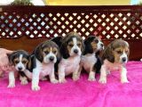 Beagle Yavrulari