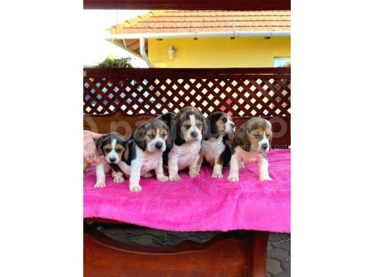 Beagle Yavrulari görsel