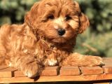 Orjinal Red Brown Maltıpoo