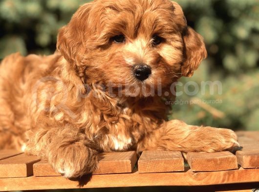 Orjinal Red Brown Maltıpoo görsel