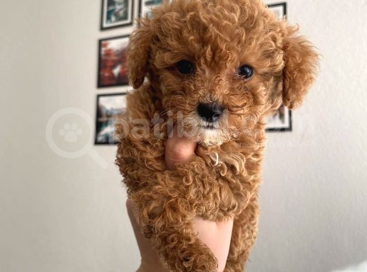 Poodle Yavrularımız