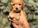 Birbirinden Güzel Xs Maltıpoo Yavrularımız
