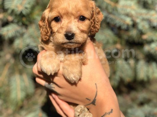 Birbirinden Güzel Xs Maltıpoo Yavrularımız