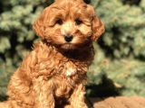 Orjinal Red Brown Maltıpoo