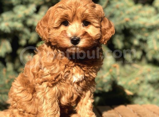 Orjinal Red Brown Maltıpoo görsel