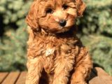 Orjinal Red Brown Maltıpoo