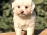 O munara Morkie