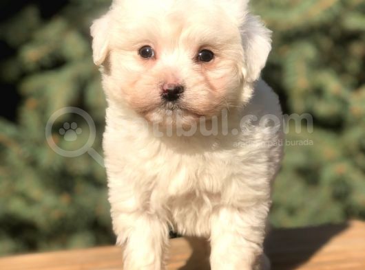 O Munara Morkie