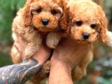 Fawn Renk Toy Poodle
