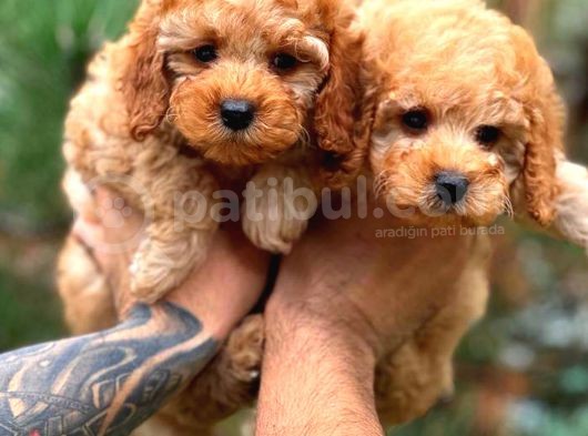 Fawn Renk Toy Poodle