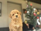 A Kali̇te Aşili Poodle Bebekler