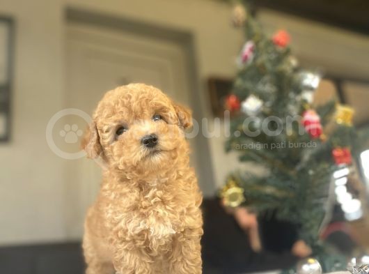 A Kali̇te Aşili Poodle Bebekler