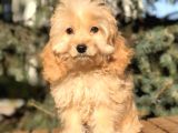 Tr Nin Özel Cockapoo Yavruları