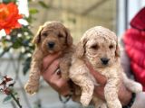Mükemmel Kalitede Renk Renk Toy Poodle Yavrularımız