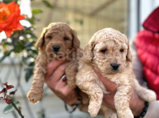 Mükemmel Kalitede Renk Renk Toy Poodle Yavrularımız görsel