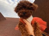 Birbirinden Sevimli Poodle Yavrularımız