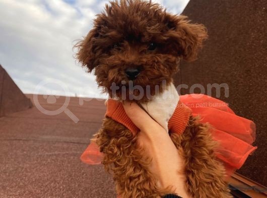 Birbirinden Sevimli Poodle Yavrularımız