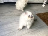Scotish Blue Point Longhair