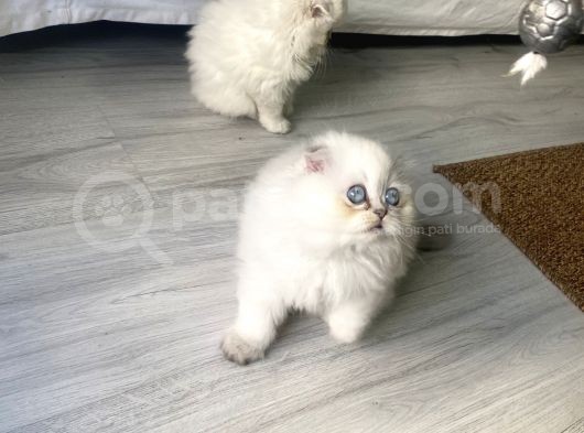 Scotish Blue Point Longhair görsel