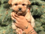 Xs Latte Maltipoo