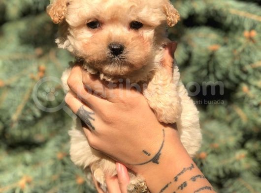 Xs Latte Maltipoo