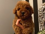 Çocuklarınıza En Iyi Arkadaş Poodle Bebekler