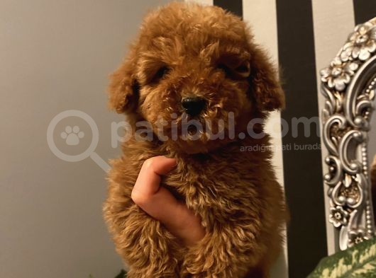Çocuklarınıza En Iyi Arkadaş Poodle Bebekler görsel