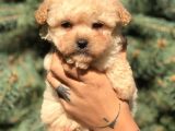 Xs Latte Maltipoo