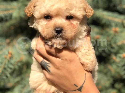 Xs Latte Maltipoo görsel