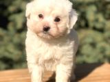 O Munara Morkie
