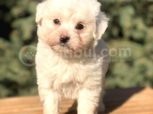 O Munara Morkie görsel